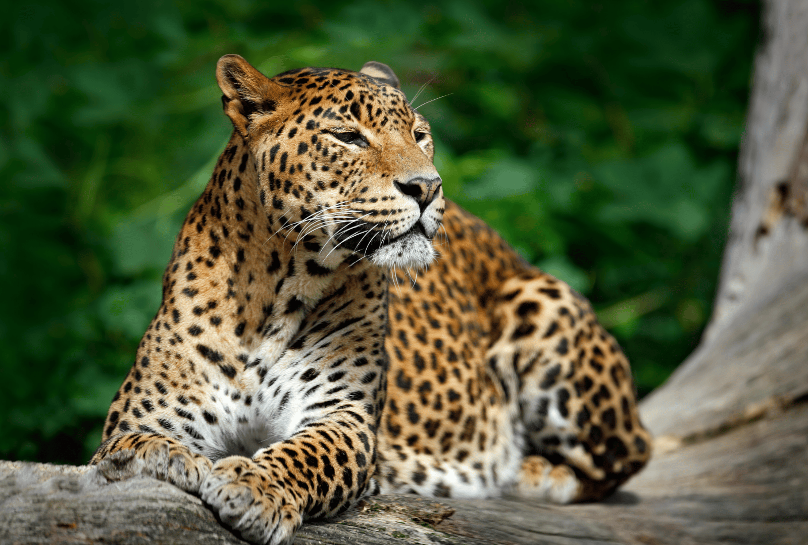 Wildlife & Beach Escape Tour