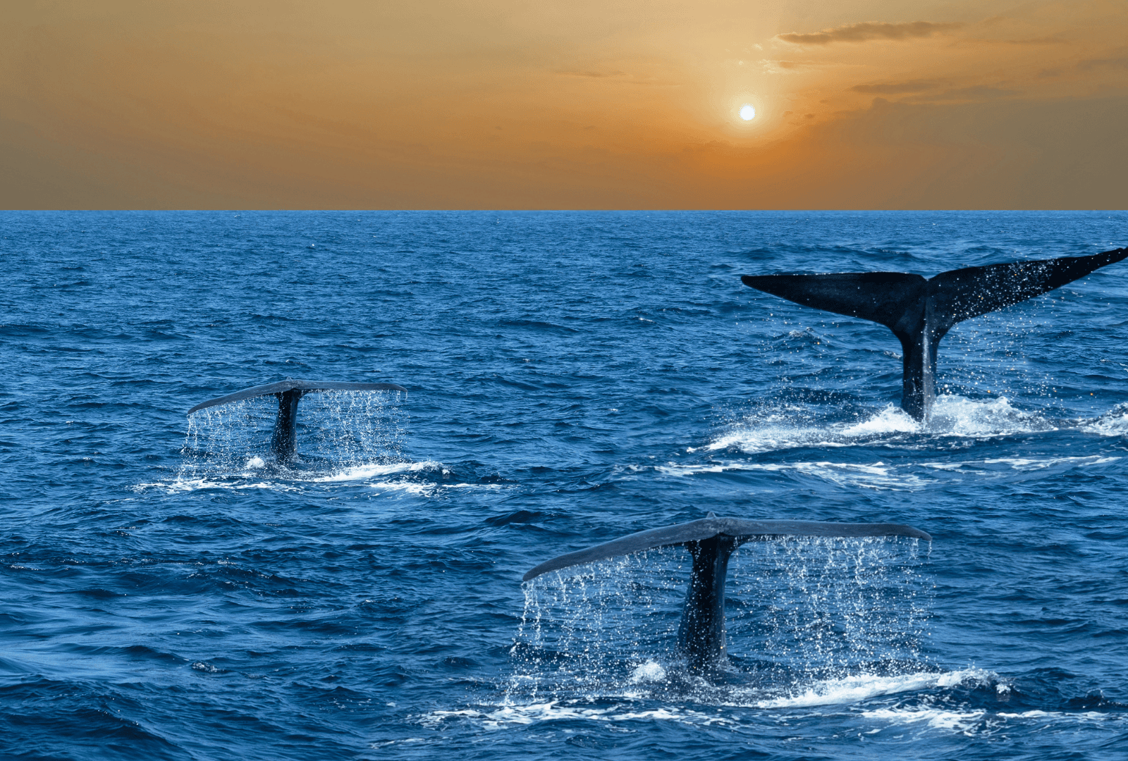 Untitled design - 2026-02-26T122036.895